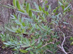 Diospyros glabra branch in winter 
